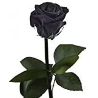 Los mejores  - BLACK VINTAGE: ROSA ETERNA NEGRA + VIOLETERO DE 26 CM. AÑADE TU DEDICATORIA PERSONALIZADA